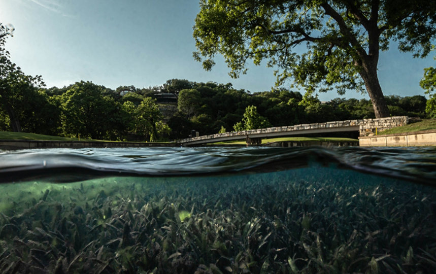 Simultaneous view of a lush green park with a pedestrian bridge above water and an underwater scene below with aquatic plants and clear water.